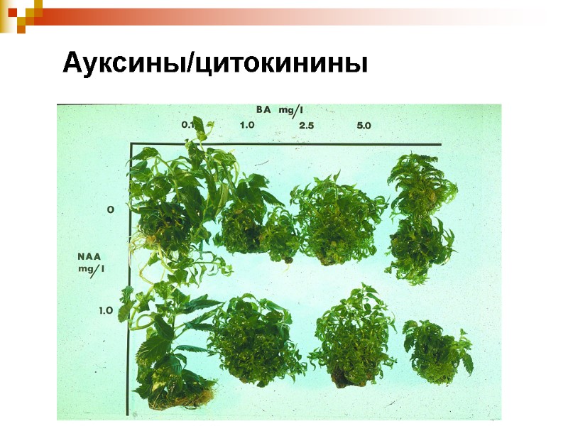 Ауксины/цитокинины